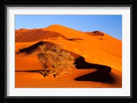 Elim Dune Overcomes, Sesriem, Namib Naukluft Park, Namibia Fine Art Print
