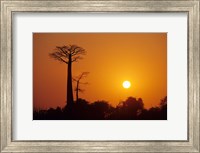 Baobab Avenue at Sunset, Madagascar Fine Art Print