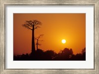 Baobab Avenue at Sunset, Madagascar Fine Art Print