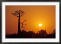 Baobab Avenue at Sunset, Madagascar Fine Art Print