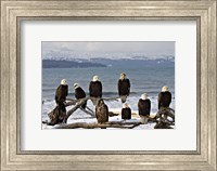 Bald Eagles in Winter, Homer, Alaska Fine Art Print