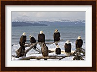 Bald Eagles in Winter, Homer, Alaska Fine Art Print