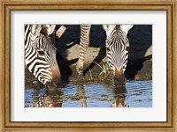 Burchell's Zebras Drinking, Tanzania Fine Art Print