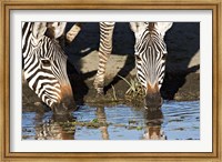 Burchell's Zebras Drinking, Tanzania Fine Art Print