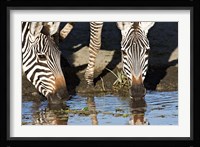 Burchell's Zebras Drinking, Tanzania Fine Art Print