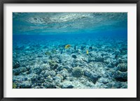 Crystal Clear Waters and Sea Life of the Red Sea, Egypt Fine Art Print