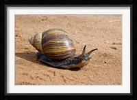 Giant African Land Snail, Tanzania Fine Art Print