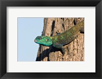 Green-Headed Agama Lizard, Tanzania Fine Art Print