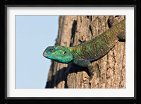 Green-Headed Agama Lizard, Tanzania Fine Art Print