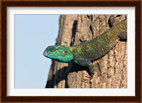 Green-Headed Agama Lizard, Tanzania Fine Art Print