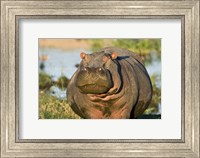 Hippopotamus, Tanzania Fine Art Print
