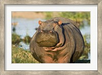 Hippopotamus, Tanzania Fine Art Print