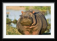 Hippopotamus, Tanzania Fine Art Print