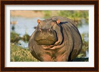 Hippopotamus, Tanzania Fine Art Print