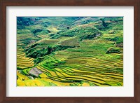 China, Yuanjiang, Cloudy Sea Terrace, Agriculture Fine Art Print