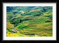 China, Yuanjiang, Cloudy Sea Terrace, Agriculture Fine Art Print