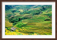 China, Yuanjiang, Cloudy Sea Terrace, Agriculture Fine Art Print