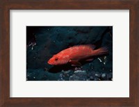 Coral hind at Elphinstone Reef, Red Sea, Egypt Fine Art Print