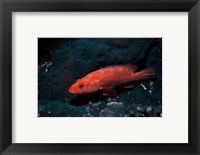Coral hind at Elphinstone Reef, Red Sea, Egypt Fine Art Print