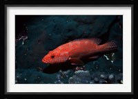 Coral hind at Elphinstone Reef, Red Sea, Egypt Fine Art Print