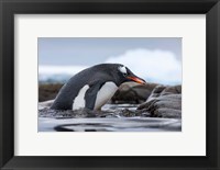 Antarctica, Cuverville Island, Gentoo Penguin climbing from water. Fine Art Print
