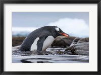 Antarctica, Cuverville Island, Gentoo Penguin climbing from water. Fine Art Print