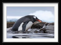 Antarctica, Cuverville Island, Gentoo Penguin climbing from water. Fine Art Print