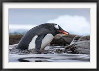 Antarctica, Cuverville Island, Gentoo Penguin climbing from water. Fine Art Print