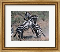 Fighting Burchell's Zebra, Serengeti, Tanzania Fine Art Print
