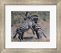 Fighting Burchell's Zebra, Serengeti, Tanzania Fine Art Print