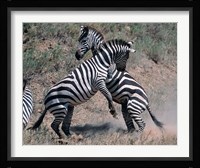 Fighting Burchell's Zebra, Serengeti, Tanzania Fine Art Print