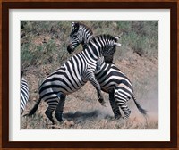 Fighting Burchell's Zebra, Serengeti, Tanzania Fine Art Print