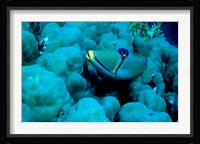 Arabian Picasso Triggerfish, Panorama Reef, Red Sea, Egypt Fine Art Print