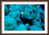 Arabian Picasso Triggerfish, Panorama Reef, Red Sea, Egypt Fine Art Print
