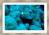 Arabian Picasso Triggerfish, Panorama Reef, Red Sea, Egypt Fine Art Print