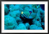 Arabian Picasso Triggerfish, Panorama Reef, Red Sea, Egypt Fine Art Print