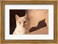 Cat inside kasbah de Taourirt; same clay color! Fine Art Print