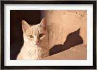 Cat inside kasbah de Taourirt; same clay color! Fine Art Print