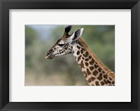 Close-up of Masai Giraffe, Tanzania Fine Art Print