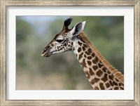 Close-up of Masai Giraffe, Tanzania Fine Art Print