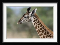 Close-up of Masai Giraffe, Tanzania Fine Art Print