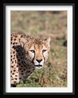 Africa, Tanzania, Serengeti. Fine Art Print