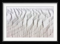 Agriculture, Bamboo sticks, drying seaweed, Xiapu, China Fine Art Print