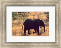 Close-up of Elephant in Kruger National Park, South Africa Fine Art Print