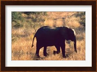 Close-up of Elephant in Kruger National Park, South Africa Fine Art Print