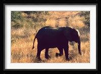 Close-up of Elephant in Kruger National Park, South Africa Fine Art Print