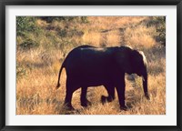 Close-up of Elephant in Kruger National Park, South Africa Fine Art Print