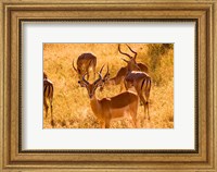 Close-up of Impala, Kruger National Park, South Africa Fine Art Print