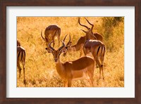 Close-up of Impala, Kruger National Park, South Africa Fine Art Print