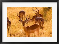Close-up of Impala, Kruger National Park, South Africa Fine Art Print